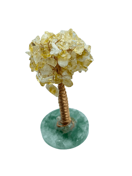 Money tree NZ 2